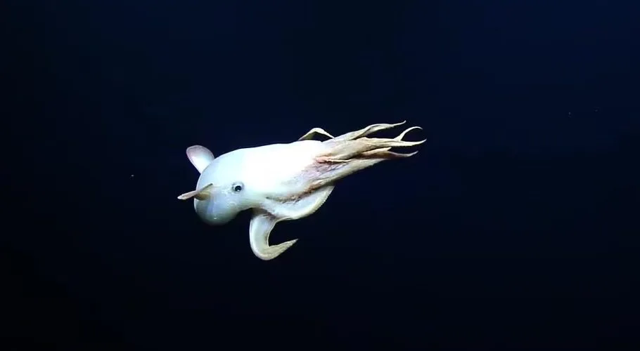 Rare-ghostly-dumbo-octopus