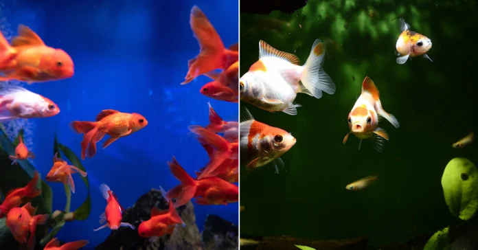 Do Goldfish Eat Other Fish?