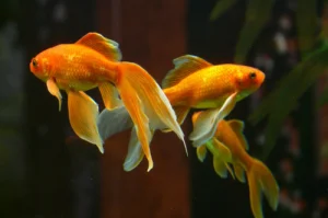 do gold fish eat other fish