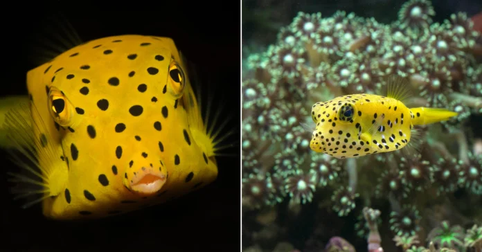 Yellow Boxfish