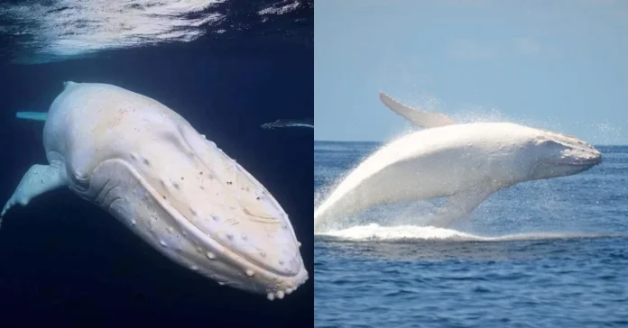 The White Whale