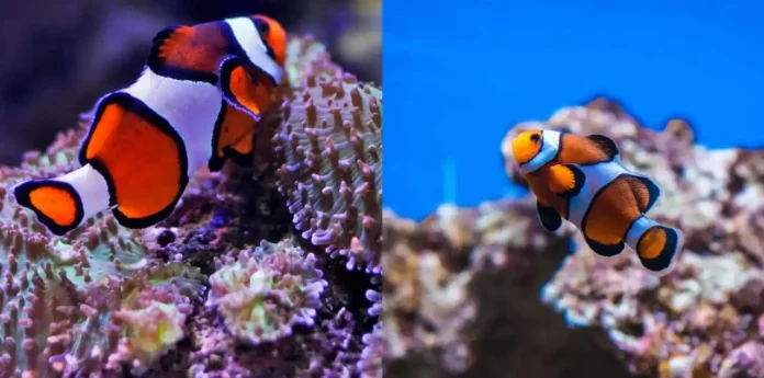 Do clown fish sleep?