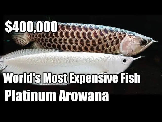  The World’s Most Expensive Fish