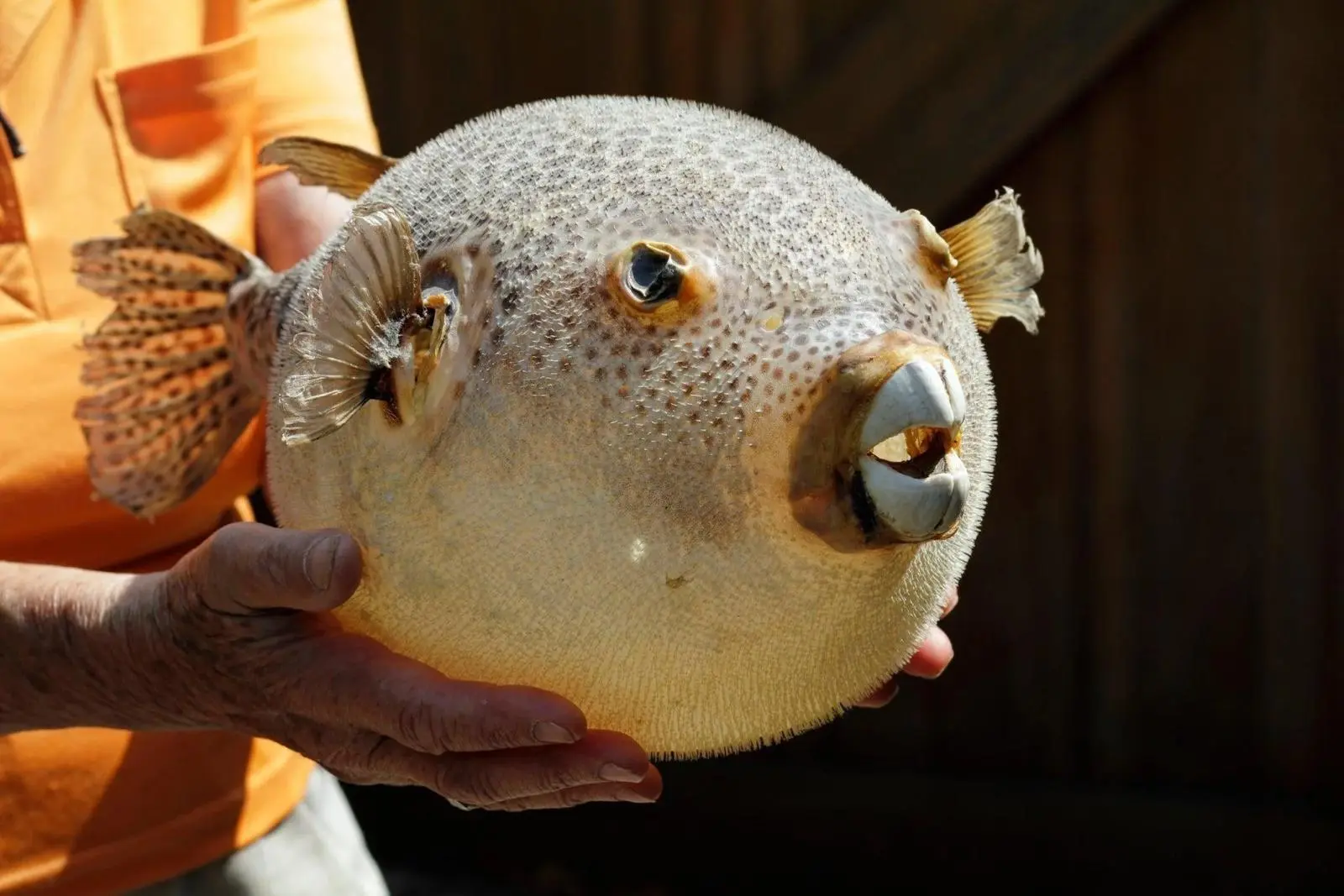  The World’s Most Expensive Fish