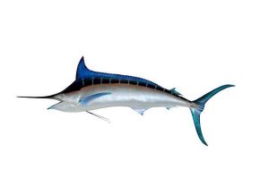 blue-marlin