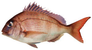 snapper