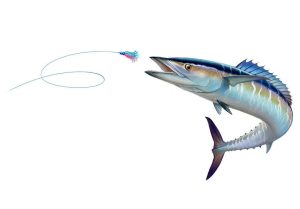 Spanish mackerel