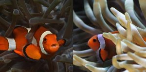 do clown fish sleep