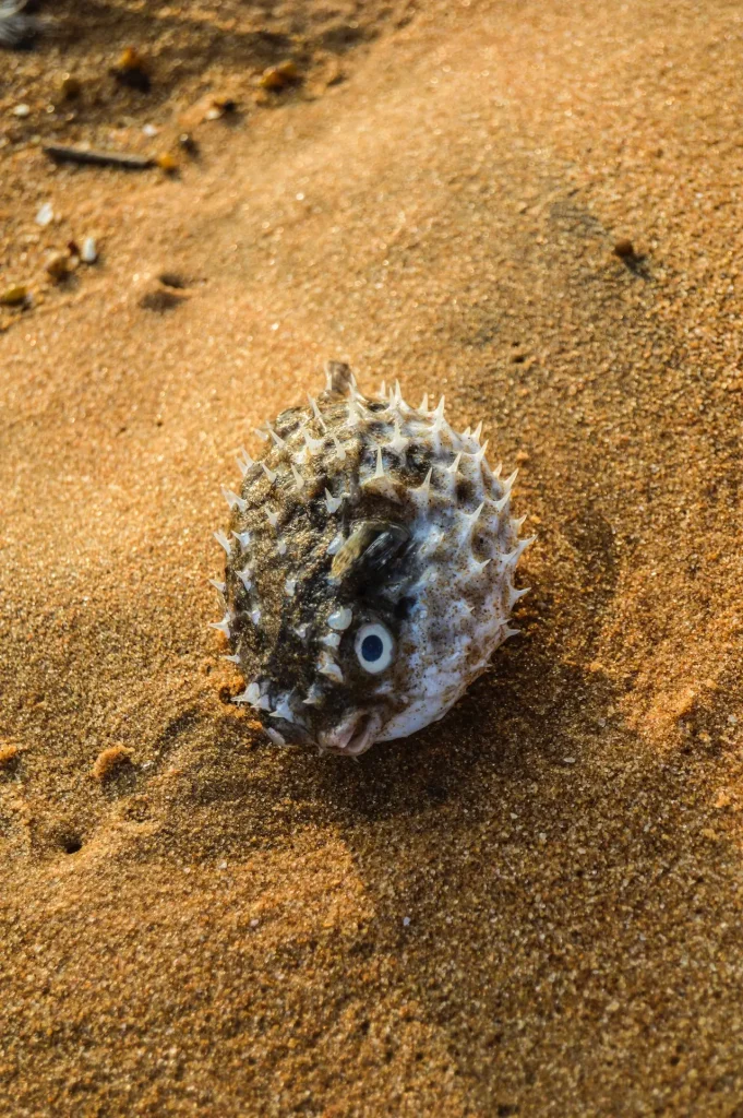 Puffer Fish