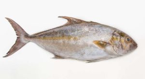 amberjack