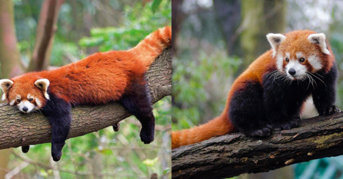 Firefox