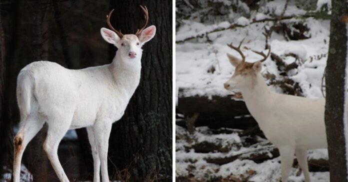 Deer Graces A Snowy Wisconsin Backyard