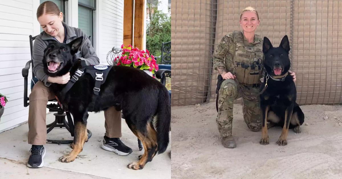 Retired Military Dog Reunited with His Handler After 3 Years A Bond ...